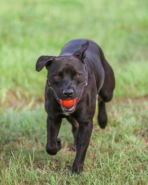 A black dog running across a grassy field with a bright orange ball in its mouth.