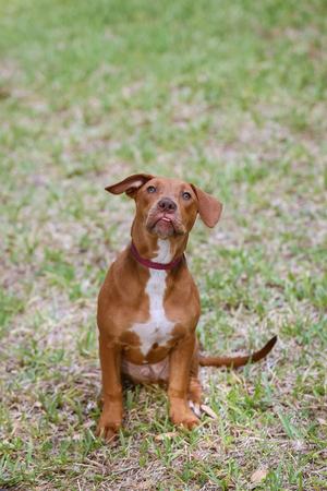 A brown dog with white markings on its chest is sitting on a grassy field, looking upwards with its tongue slightly out.