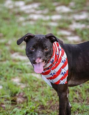 Binks, adult, available for adoption