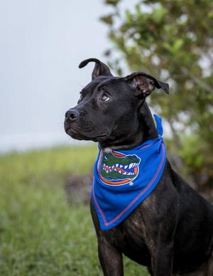 Moon, puppy, available for adoption