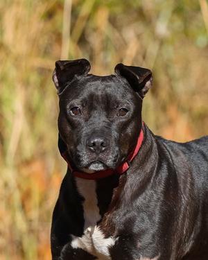 Thunder, Hound, adult, available for adoption