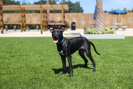 Dani, young, available for adoption