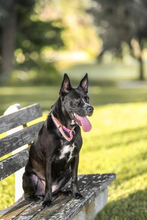 Charlotte Webb, German Shepherd Dog, adult, available for adoption