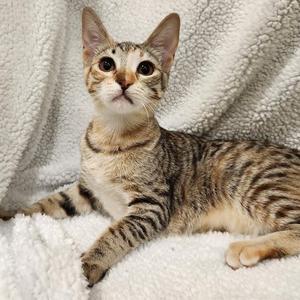 A brown and black striped cat lying on a white fluffy blanket