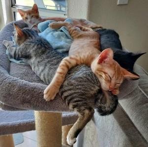 Mouse, kitten, available for adoption