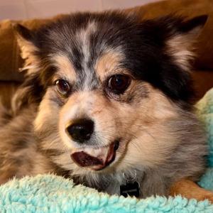 Buddy Brewski COURTESY POST, Pomsky, adult, available for adoption