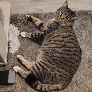 A tabby cat is lying on its back on a grey rug, looking at the camera with its paws in the air.