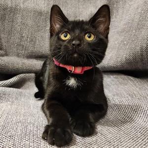Jackie, kitten, available for adoption