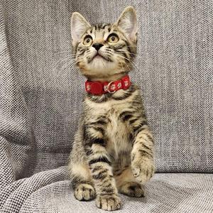 A tabby kitten wearing a red collar with white polka dots, sitting on a gray textured surface.