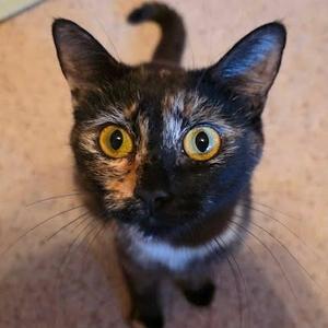 Nebula, adult, available for adoption