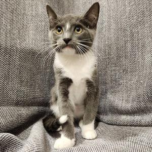 A gray and white cat sitting on a textured gray blanket, looking directly at the camera with wide eyes.