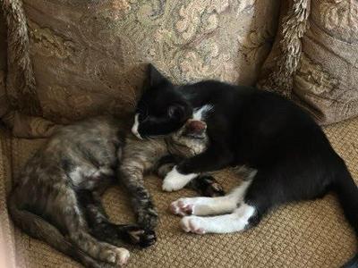 Bambi, kitten, available for adoption