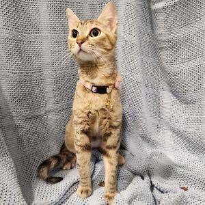 A brown tabby cat with a pink collar sitting on a gray textured blanket.