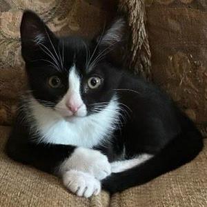 Luna, kitten, available for adoption