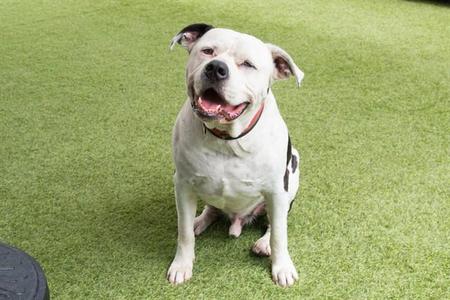A white dog with black spots sitting on a green artificial turf, smiling with its mouth open.