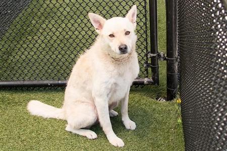 TOBY, Labrador Retriever, adult, available for adoption