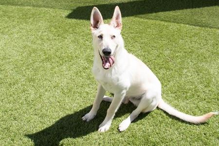 CARNATION, German Shepherd Dog / Mixed Breed, young, available for adoption