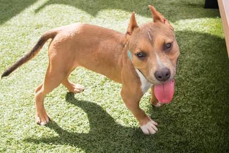RICKY, Pit Bull Terrier / Mixed Breed, young, available for adoption