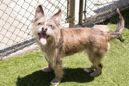 PUMPKIN, Terrier / Mixed Breed, young, available for adoption