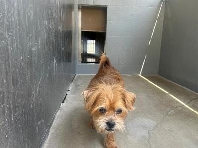 A small dog with a shaggy brown coat is walking down a narrow hallway with gray walls and a concrete floor. The dog is looking directly at the camera.
