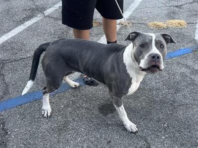 A gray and white pit bull terrier standing on a paved surface, looking towards the camera.