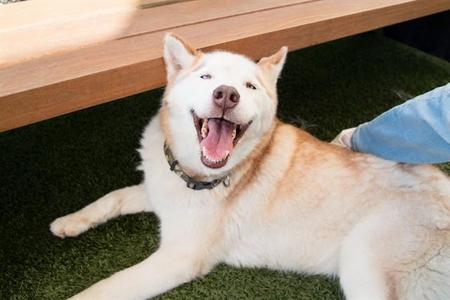 HUMMUS, Siberian Husky, young, available for adoption