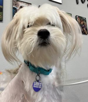 A close-up of a white dog with long, fluffy fur and a teal collar. The dog is wearing a purple tag with text on it. The background shows a wall with framed pictures.