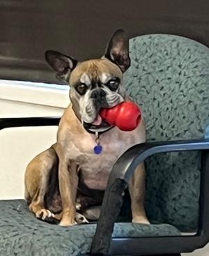 Rockie, French Bulldog, senior, available for adoption
