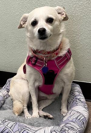 Luna, Terrier/Chihuahua, adult, available for adoption