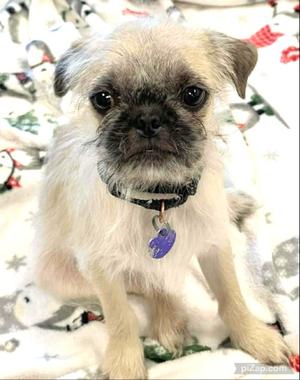French Fry, Pug/Shih Tzu, young, available for adoption