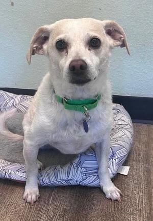 A small white dog with floppy ears and a green collar sitting on a patterned dog bed.
