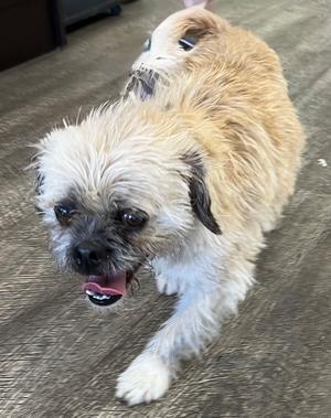 A small, fluffy dog with light brown and white fur is panting with its tongue hanging out. Its eyes are dark and its snout is dark as well. The dog is standing on a wooden floor.