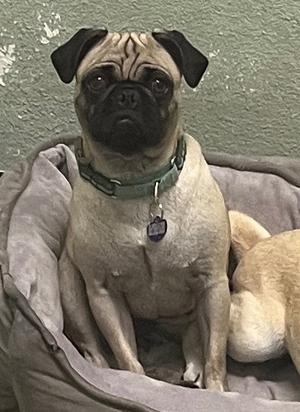 Baby Pug, Pug, young, available for adoption