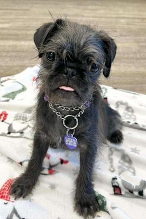 Ziggy Pug, Pug/Shih Tzu, young, available for adoption