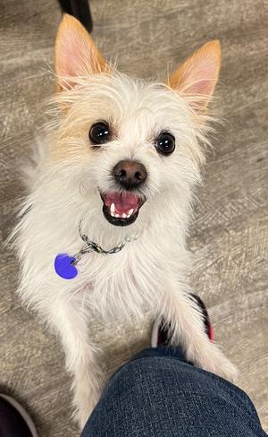 A happy white, scruffy dog with brown ear tips looking up at the camera while leaning against a person's legs.