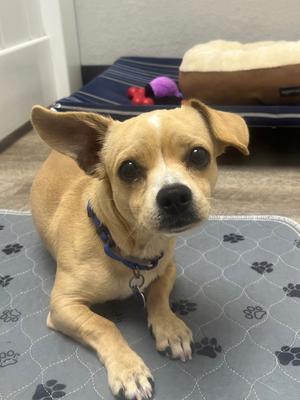 Peanut Pup, Chihuahua/Pug, young, available for adoption