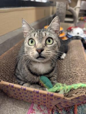 A gray tabby cat with green eyes sitting in a cardboard cat bed, looking directly at the camera.