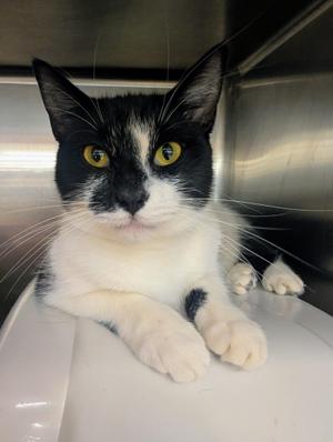 Maine, adult, available for adoption