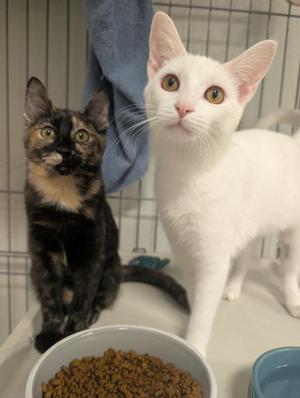 Paprika & Salt, kitten, available for adoption