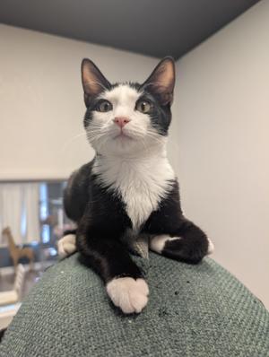 A black and white cat sitting on a green surface, looking up with wide eyes.