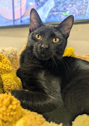 Carl, kitten, available for adoption