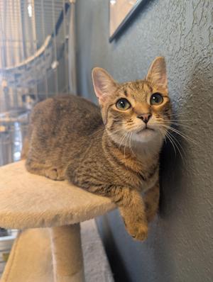 Ophelia, kitten, available for adoption