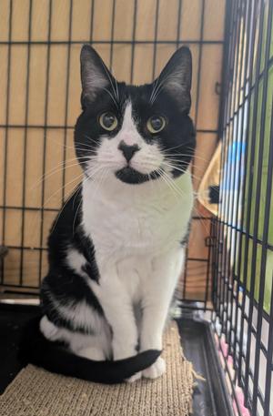 Jilly, senior, available for adoption