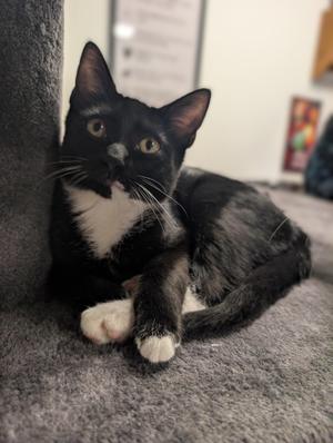 Moonie, kitten, available for adoption