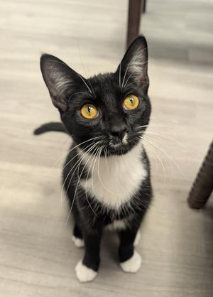 Oregano, kitten, available for adoption