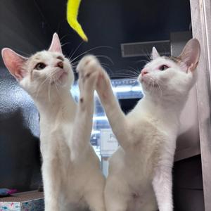 Irina & Lukas, kitten, available for adoption
