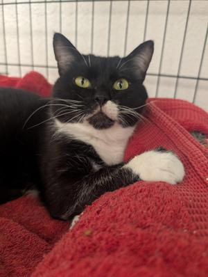 David, adult, available for adoption