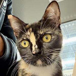 Patty, adult, available for adoption