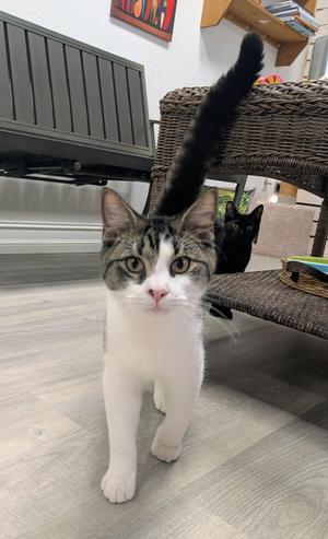Lewiston, kitten, available for adoption