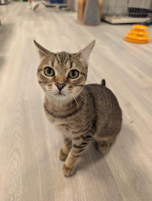 A tabby cat with green eyes and a striped coat is sitting on a light-colored wooden floor, looking directly at the camera.
